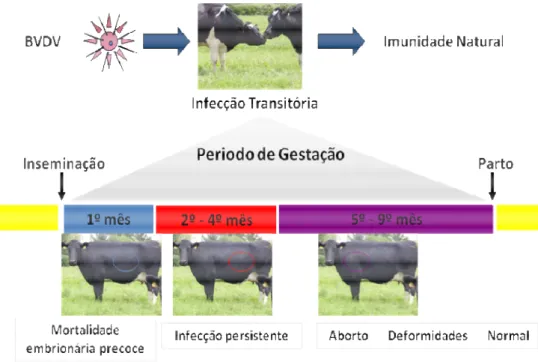 Figura 2: Tipos de infecção por BVDV 