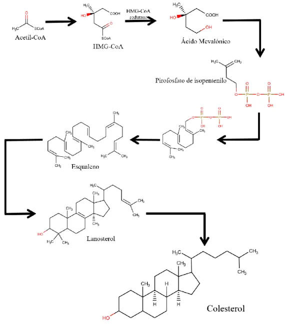 Figura 3. Algumas etapas da biossíntese do colesterol. Adaptado de (Santiago, 2011) 