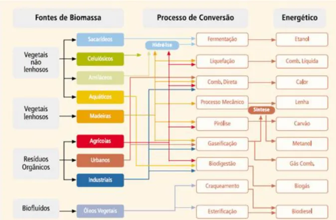 Figura 4: Exemplos de Fontes de Biomassa. Fonte: http://focusolar.com.br/o-que-e-biomassa/
