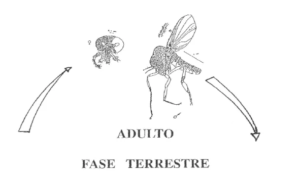 Fig. 2 – Ciclo de vida de um simulídeo (Grácio, 2003) 