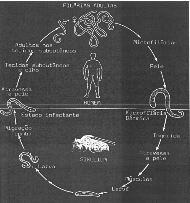 Fig. 3 – Ciclo da Onchocerca volvulus (Diallo, 1985) 