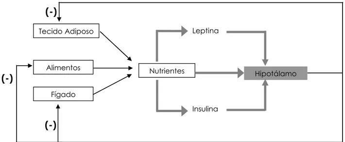 Figura 1.3: Modelo da homeostasia de nutrientes proposto por Obici O esquema representa as principais fontes de nutrientes: consumo de calorias exógenas, produção de glucose hepática e lípidos