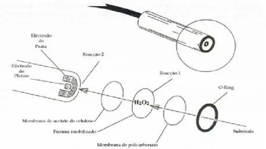 Figura 3.2: Esquematização da sonda do analisador de glucose. A sonda contém uma membrana de três camadas, em que a camada do meio contém o enzima glucose oxidase imobilizado