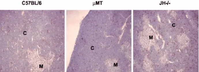 FIGURE 2. Apoptosis in the thymus. Apoptotic cells are stained brown and  were detected in cryostat sections of thymi by in situ TUNEL