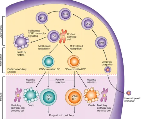 Figure 1 – T cells development in the thymus.  