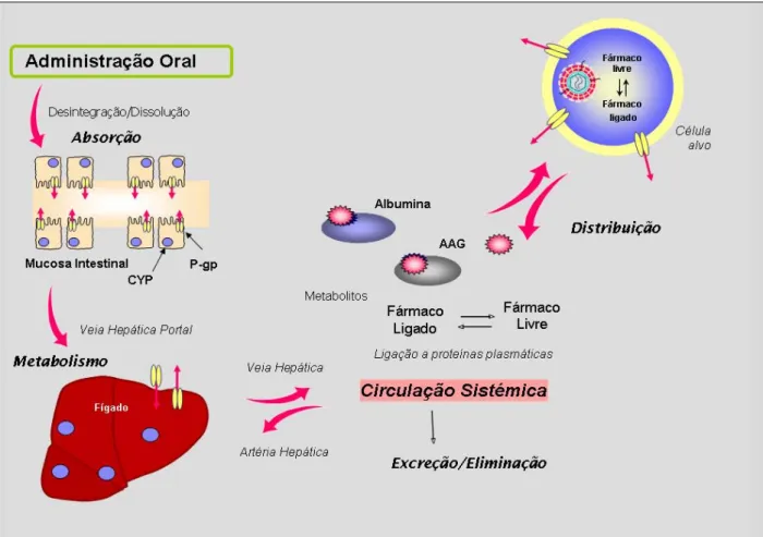 Figura 4. Esquema ilustrativo do percurso dos anti-retrovirais (ARV) de administração oral no organismo e principais factores  responsáveis  pela  variabilidade  nas  concentrações  de  fármaco  disponíveis  na  célula  alvo