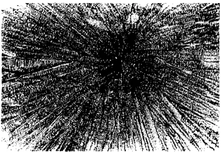 FIGURA  22  - Micrografia  da  liga  à  base  de  CoCr  como  recebida,  Ataque:  água  régia,  140X