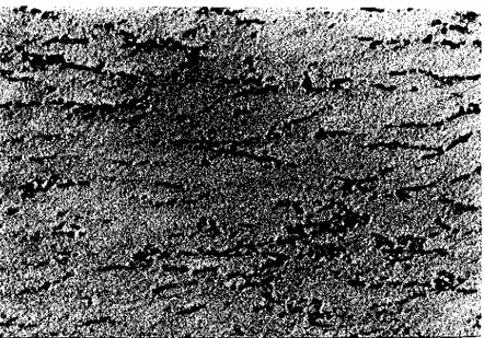 FIGURA  8  - Micrografia  da  liga  à  base  de  AgPd  como  recebida,  Ataque:  água  régia,  140X