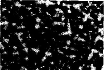 FIGURA  lO- Micrografia da liga à base  de  AgPd  na  condição TI, Ataque:  água  régia, 200X