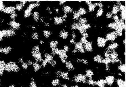 FIGURA  13  - Micrografia da liga  à  base de  AgPd  na condição  T2,  Ataque:  água  régia, 200X