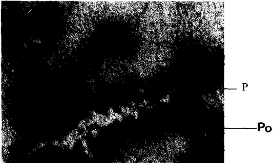 FIGURA  I 5 - Micrografia da liga  à  base de  AgPd  na condição T2; Ataque:  água  régia,  SOOX (Po ~porosidade;  P  ~  precipitado)