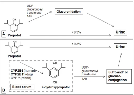 Figure  2  –  Major  biotransformation  pathways  for  propofol  into  its  metabolites  in  humans