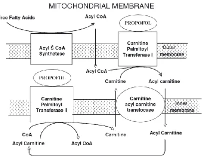 Figure  4  – Effects of propofol on fatty acid  metabolism at the  mitochondria. Sites  where propofol inhibits the  conversion of free fatty acids to acyl-coA causing a failure of fatty acid oxidation and ATP production
