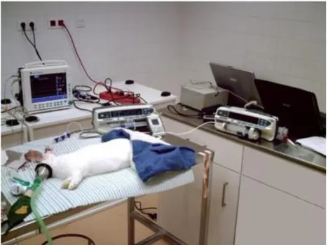 Figure  9 - The anesthetic setup. The S/5 Datex  monitor on the left is connected to the patient and collects the  cardio-respiratory variables