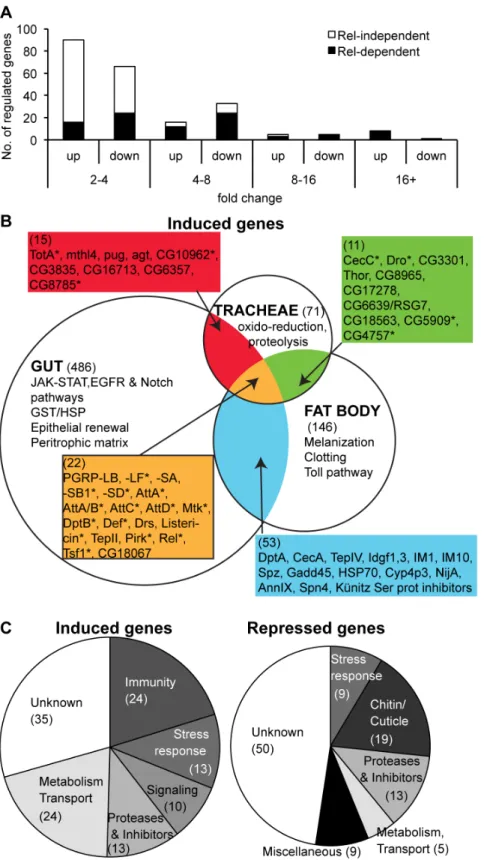 Figure 5. Microarray characterization of the tracheal immune response in wild-type larvae
