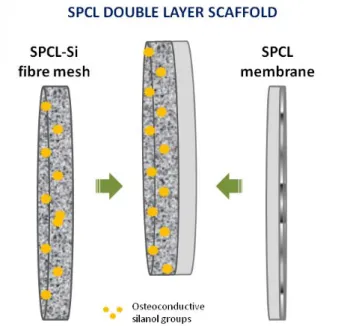 Figure  3  –  SPCL  double-layer  scaffold.  It  comprises  two  distinct  components  -  a  membrane  and  a  fiber  mesh  functionalized  with  silanol  groups