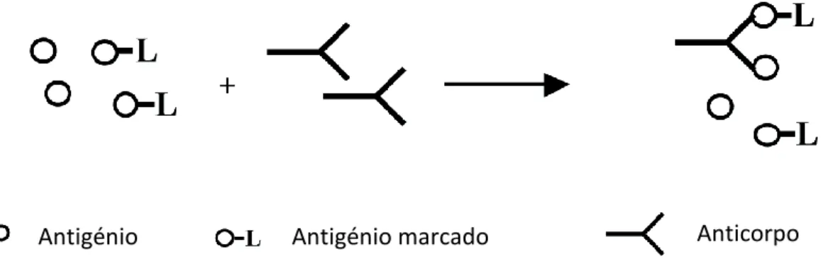 Fig. 6 – Esquema de Imunoensaios homogénio (adaptado de Hens, 2010) 