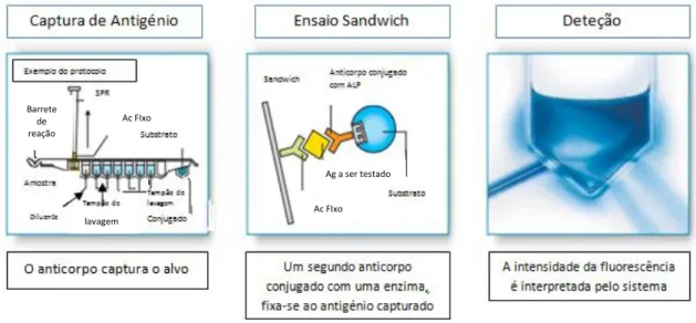 Fig. 10 - Esquema resumo da técnica ELFA (www.biomerieux-diagnostics.com) 