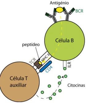 Fig. 2.1– Representação dos elementos de superfície de uma célula T e uma APC (célula B)