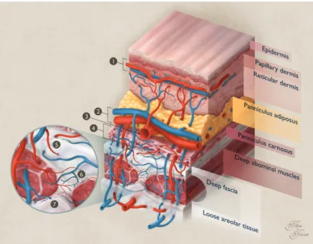 Figure 2 illustrates the typical infra-red thermographic  images of the IOVAAR obtained directly and post  cool-ing of the rat’s surface