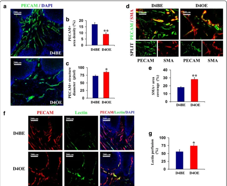 Fig. 3 Vascular response upon skin chemical tumorigenesis in D4BE and D4OE mice. a Tumor endothelium was visualized by section PECAM immunostaining of skin tumors collected from DMBA/TPA-treated mice 20 weeks after the DMBA-initiation