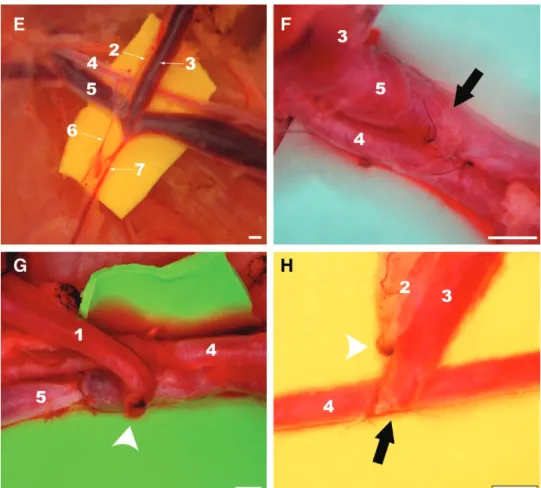 Fig. 2. (Continued). E, F, G, H, Surgical operating view of the inflow vessels of the flap in groups i, ii, iii,  and iV, respectively