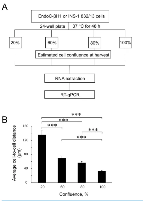Figure 1 Experimental design and average cell-to-cell distance at harvest. (A) Rat (INS-1832/13) and human (EndoC-βH1) insulin-secreting cell lines were seeded at different cell densities prior to downstream assays as outlined