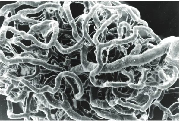 FIG. 9  Técnica de microscopia electrónica de varrimento em moldes vasculares — 480×.  