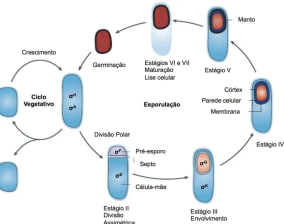 Figura 1 - Ciclo de vida de B. subtilis. Durante o ciclo vegetativo, o crescimento da célula dá-se ao  longo  do  eixo  logitudinal  (elongação)