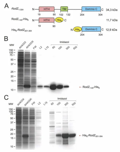 Figura  6  -  Purificação  das  proteínas  RodZ 1-93 -His 6   e  His 6 -RodZ 201-304  por  cromatografia  de  afinidade em colunas de Ni 2+ -NTA