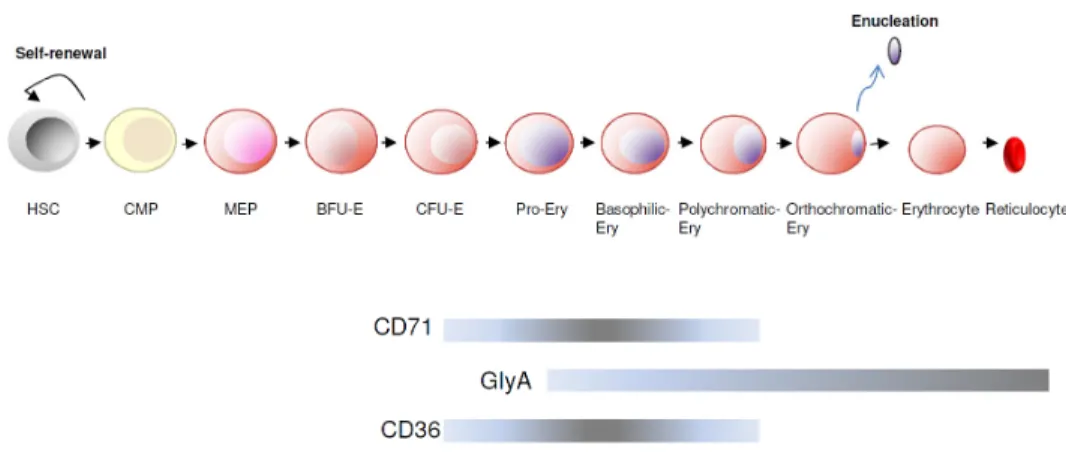 Fig. 8 – Erythroid differentiation. HSC – Haematopoietic Stem Cell; CMP – Common  Myeloid  Progenitor;  MEP  –  Megakaryocyte-Erythroid  Progenitor;  Ery  –  Erythroblast