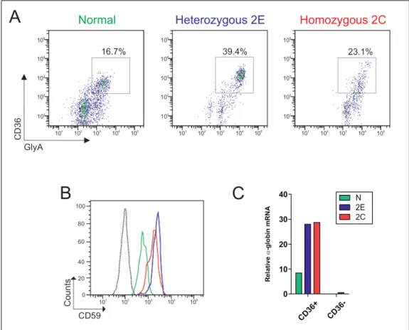 Fig. 18 – In vitro erythroid differentiation from PBMC of individuals from Family 2  and  a  normal  control,  at  day  7