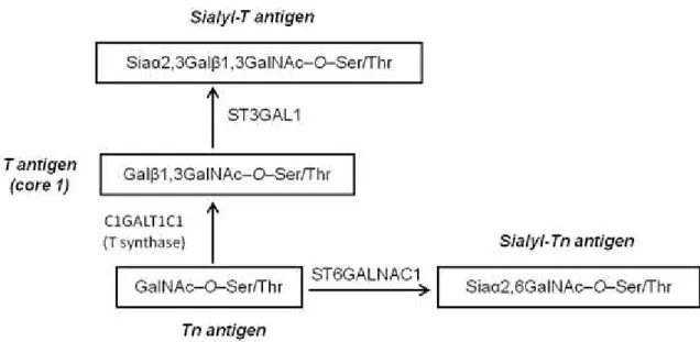 Figure  1.6.  Structures  of  Thomsen-Friedenreich  related  antigens.  Glycan  structures  and  the  main  enzymes responsible for their synthesis are shown.