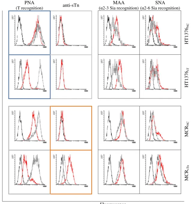 Figure  3.2.  Characterization  of  transduced  bladder  cancer  cell  lines  by  Flow  Cytometry