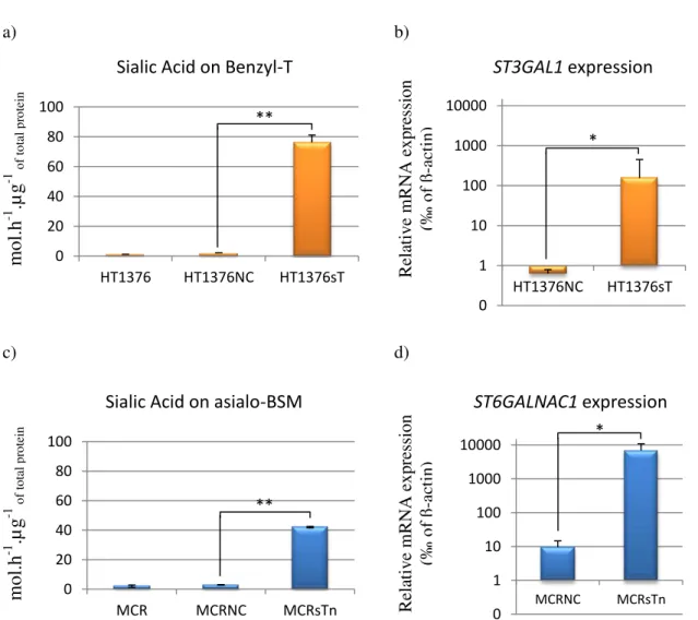 Figure 3.4. ST3GAL1 and ST6GALNAC1 expression. Incorporation of radioactive sialic acid ([ 3 H]-Sia)  into  a)  benzyl-T  by  HT1376  cell  homogenates  or  into  c)  asialo-BSM  by  MCR  cell  homogenates