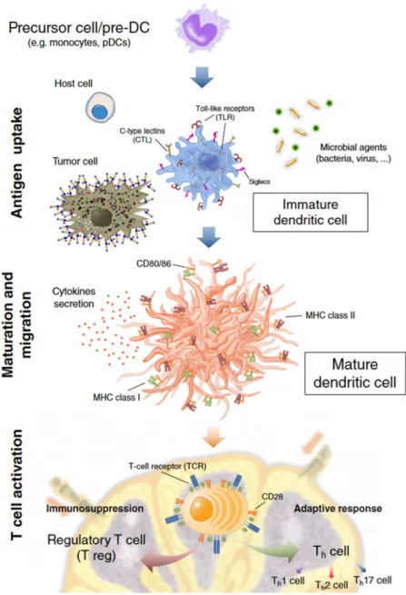 Fig. 1.1 – Basic hallmarks and functions of dendritic cells (DCs). In Crespo HJ et al