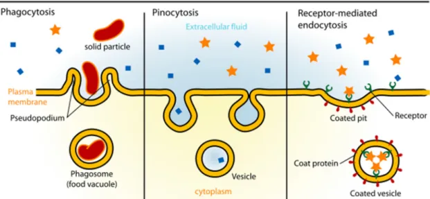 Fig. 1.2 – Types of endocytosis. 