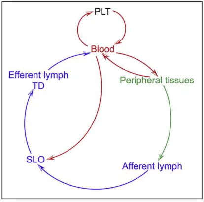 Fig. 1.3 - Programmatic Outline of DC and DC-Precursor Trafficking Routes. DCs develop from precursors that originate  from primary lymphoid tissues (PLT) such as the BM and the thymus