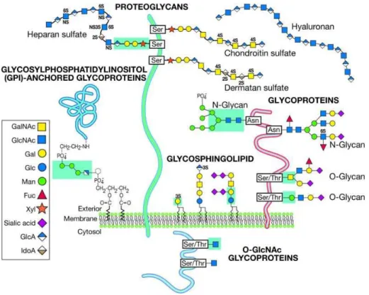 Fig. 1.4 - Common classes of animal glycans. In Varki A et al. (Ed.), “Essentials of Glycobiology”, Cold Spring Harbor  Laboratory Press, 2nd Edition, 2009