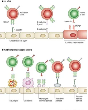 Fig. 1.6 - Selectin-dependent interactions. In Ley K. and Kansas G.S., “Selectins in T-cell recruitment to non-lymphoid  tissues and sites of inflammation”, Nature Reviews Immunology, (4), 2004