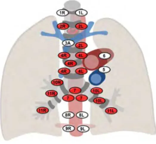 Fig. 3 – Estações ganglionares mediastínicas e hilares avaliadas por EBUS-TBNA (a vermelho) 