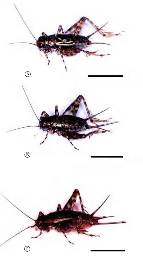 Fig. 2 – Foto dos Hygronemobius adultos da população do rio Indaiá.  A. Macho; B. Fêmea típica; C