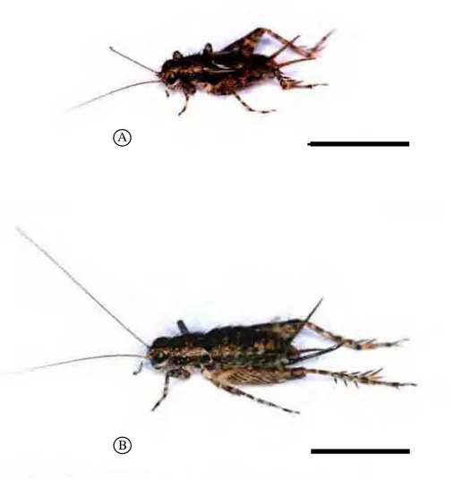 Fig. 3 – Foto dos Hygronemobius adultos da população da trilha.  A. Macho; B. Fêmea. Barras=5mm