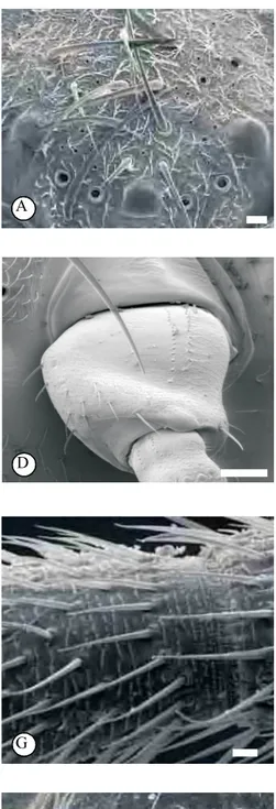 Fig. 7 – Microscopia eletrônica de varredura da cabeça, antenas e peçasbucais.