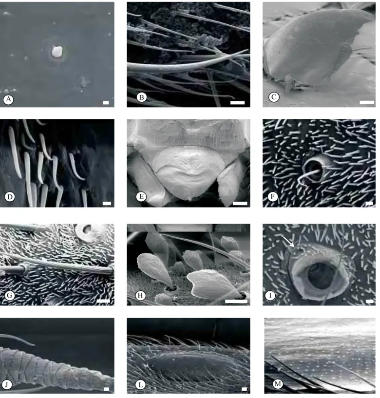 Fig. 8 - Microscopia eletrônica de varredura das peças bucais, placa sub-genital, cercos e tímpano.