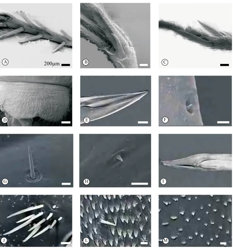 Fig. 9 - Microscopia eletrônica de varredura da tíbia III, placasubgenital e ovipositor.