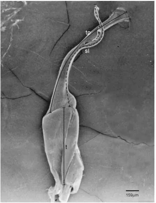 Figure 3. Posterior gonopod of Rhinocricus sp.:sl, solenomerite, t, thigh, tp, telopodite