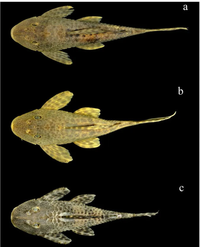 Figura 1. Exemplares de Hypostomus ancistroides (a), Hypostomus iheringiis (b) e Hypostomus nigromaculatus (c)