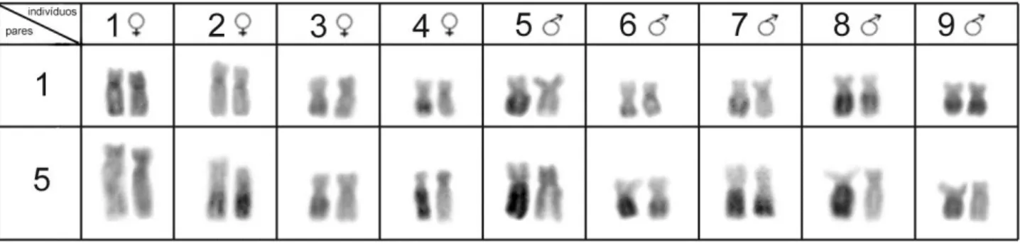 Figura 3. Cariótipos de Hypostomus iheringii submetidos à FISH usando sonda de rDNA 18S (a) e rDNA 5S (b)