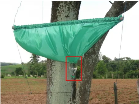 Figura 3. Exemplo do coletor de sementes instalado sob as árvores-focais isoladas nas pastagens consolidadas  da  Bacia  Hidrográfica  do rio Corumbataí,  SP